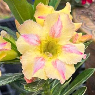 Adenium obesum "Poppy Love"