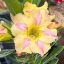 Adenium obesum "Poppy Love"