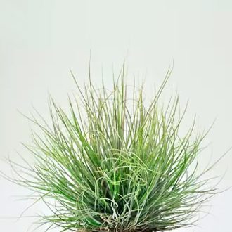 Tillandsia Bartramii Wireball/L