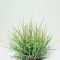 Tillandsia Bartramii Wireball/L