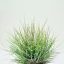 Tillandsia Bartramii Wireball/L