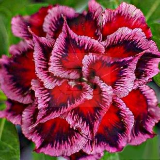 Adenium obesum "S Wonder" (S)