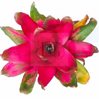 Neoregelia Amelia 