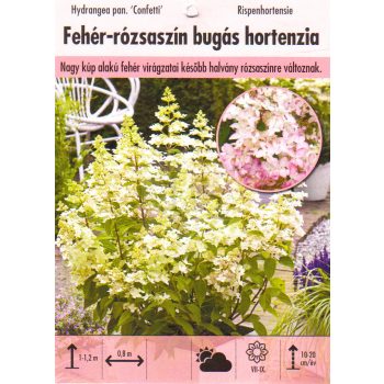 Hydrangea paniculata "Confetti"/ Bugás hortenzia Hydrangea paniculata "Confetti"/ Bugás hortenzia