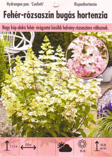 Hydrangea paniculata "Confetti"/Illatos Bugás hortenzia
