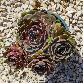 Sempervivum sp.X06/Nagy-Kövirózsa