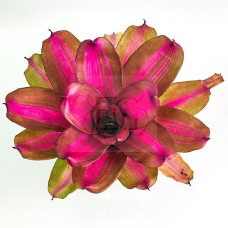 Neoregelia Purple Star X Royal Condervan 
