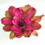Neoregelia Purple Star X Royal Condervan 