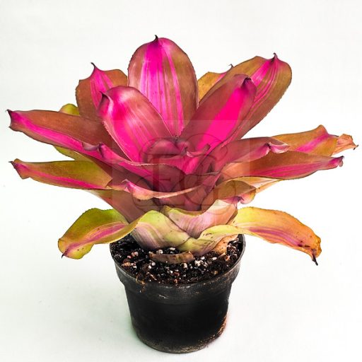 Neoregelia Purple Star X Royal Condervan 