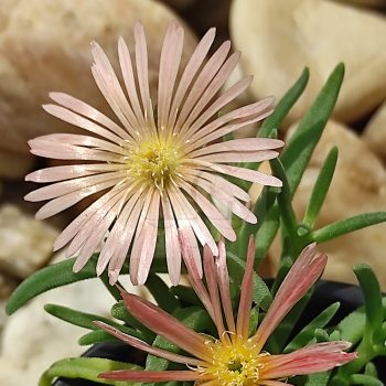 Delosperma Cooperi "Mesa Verde" Delosperma Cooperi "Mesa Verde"