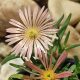 Delosperma Cooperi "Mesa Verde"