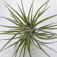 Tillandsia Kammii Pulk/3-4 sarjas