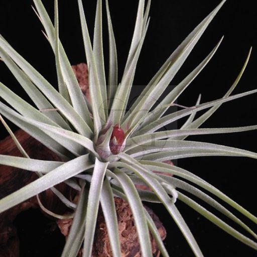 Tillandsia Kammii Pulk/3-4 sarjas