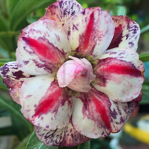 Adenium obesum "Dumbledore" (939)