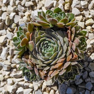 Sempervivum sp.65-Kövirózsa