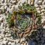 Sempervivum sp.65-Kövirózsa