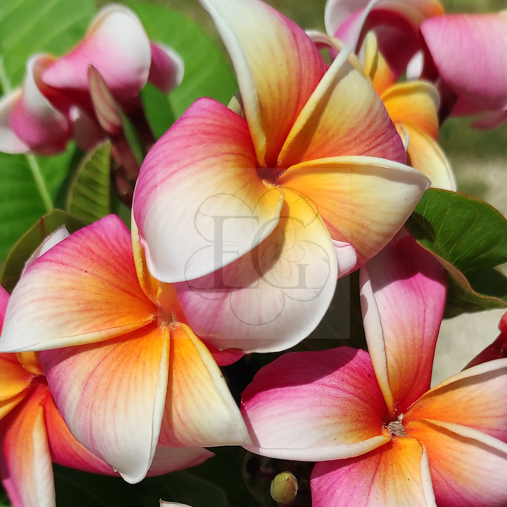 Plumeria Rubra "Rhonda" JJ - Egzoticplant Webshop