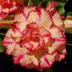 Adenium obesum "An Lac" (363)