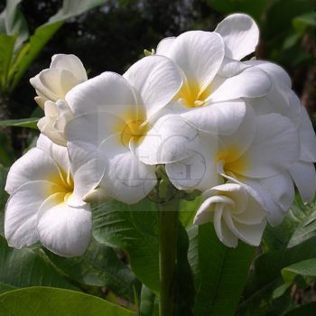 Plumeria "Khao Dok Phut" Plumeria "Khao Dok Phut"