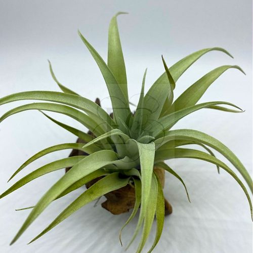 Tillandsia Capitata/XL