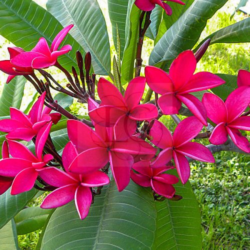 Plumeria rubra "Key West Red" 