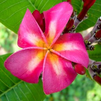Plumeria rubra "Abby