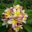 Plumeria rubra "Sheer Beauty" 