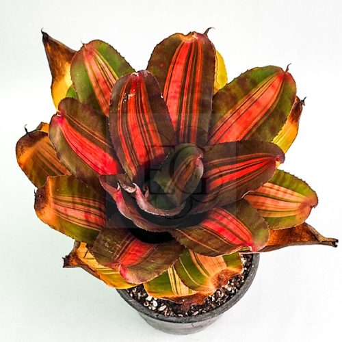 Neoregelia Orange Tiger 