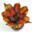 Neoregelia Orange Tiger 