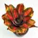Neoregelia Orange Tiger 