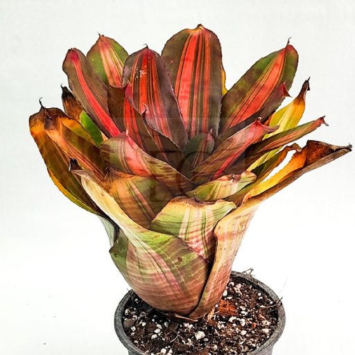 Neoregelia Orange Tiger 