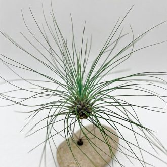 Tillandsia Filifolia/M