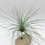 Tillandsia Filifolia/M