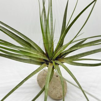 Tillandsia Fasciculata/S