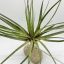 Tillandsia Fasciculata/S