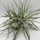 Tillandsia Schiedeana Major Pulk 