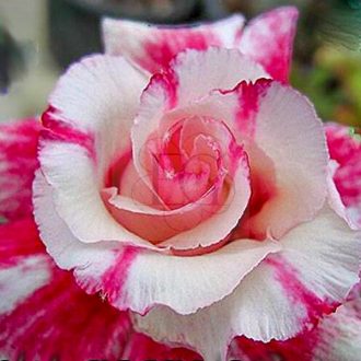 Adenium obesum "Solomon Islands" (S)