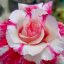 Adenium obesum "Solomon Islands" (S)