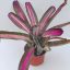 Neoregelia 4873 X Hybrid