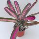 Neoregelia 4873 X Hybrid