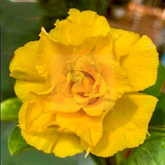 Adenium obesum "Yellow Majesty" (TQC107) S-méret
