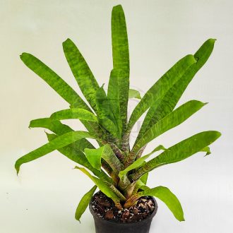 Vriesea Ospinae Grubery 