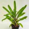 Vriesea Ospinae Grubery 