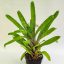 Vriesea Ospinae Grubery 