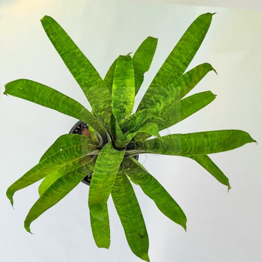 Vriesea Ospinae Grubery 