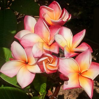 Plumeria rubra "Rhonda" JJ