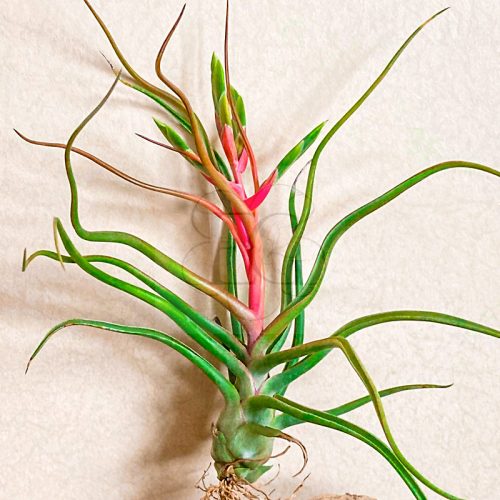 Tillandsia Showtime Hybrid