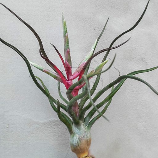 Tillandsia Showtime Hybrid
