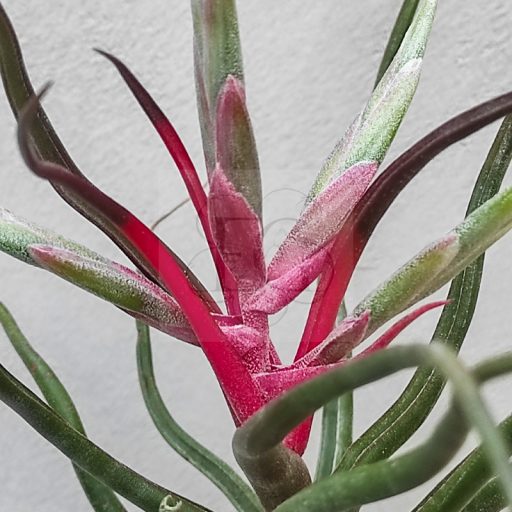 Tillandsia Showtime Hybrid