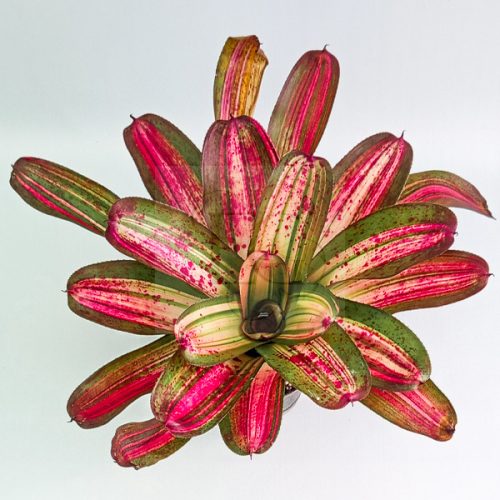 Neoregelia Baby Girl